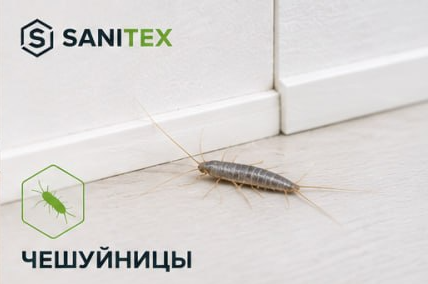 Чешуйницы